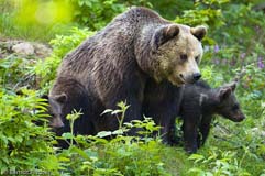 Braunb�r - Zum Vergroessern klicken!